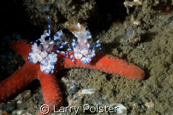 Harlequim Shrimp feeding on Starfish, Nikon D-70S, 60mm l... by Larry Polster 